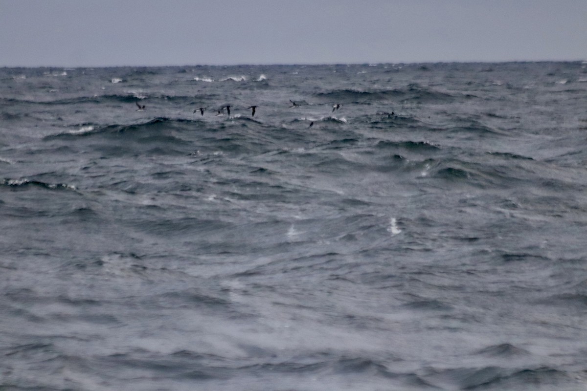 Common Murre - ML626333956