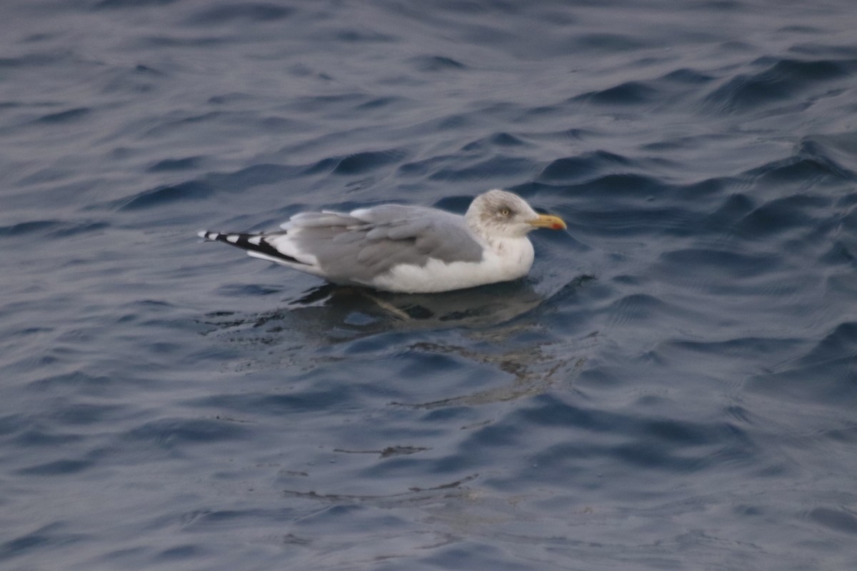 Lesser Black-backed Gull - ML626333994