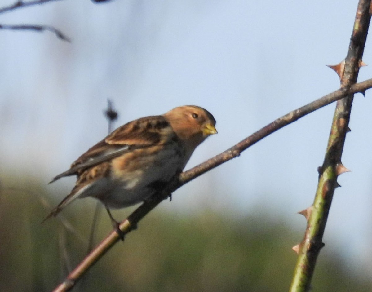 Twite - ML626334075