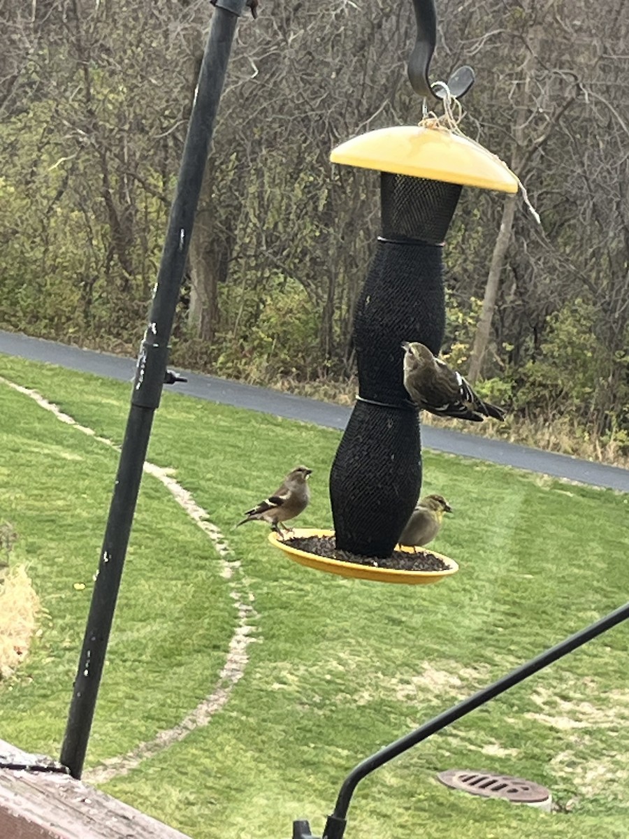White-winged Crossbill - ML626334116