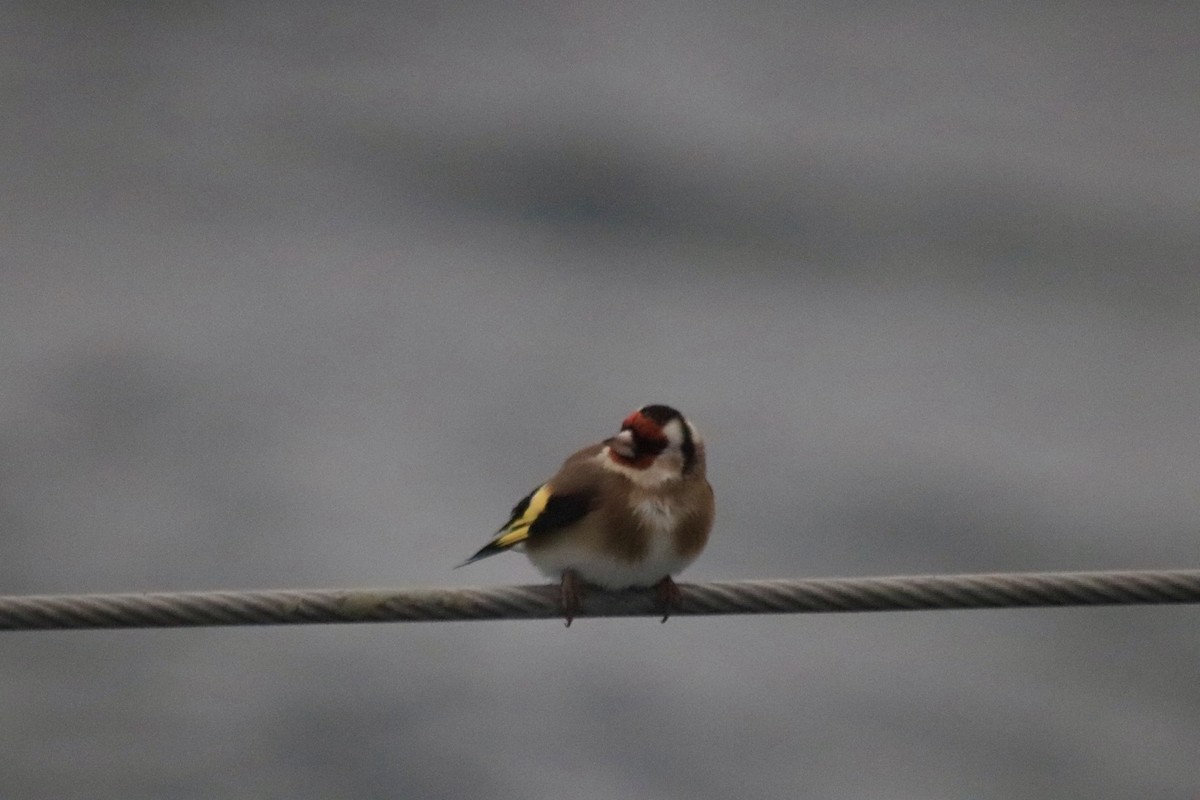 European Goldfinch - ML626334120