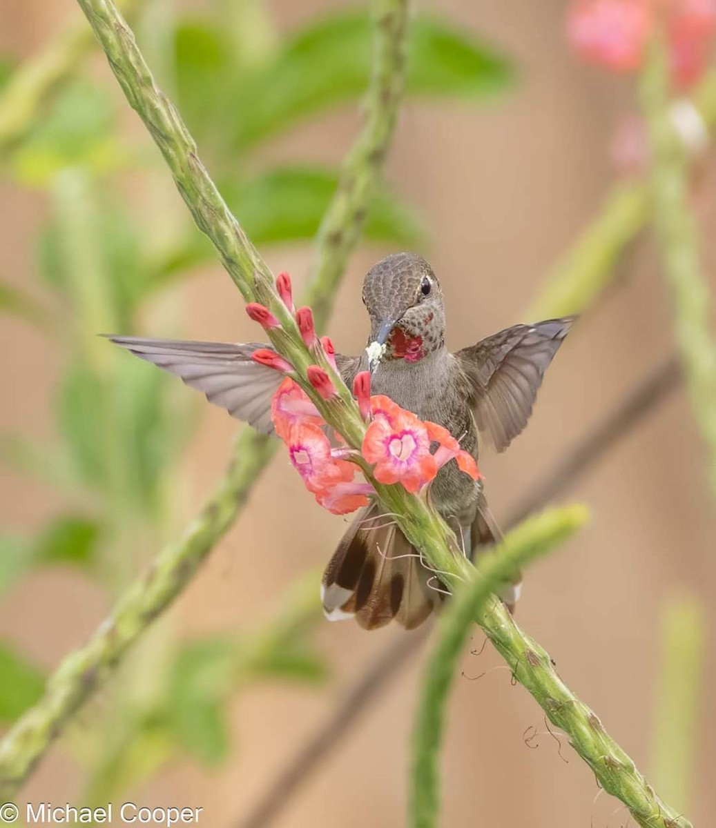 Anna's Hummingbird - ML626334163