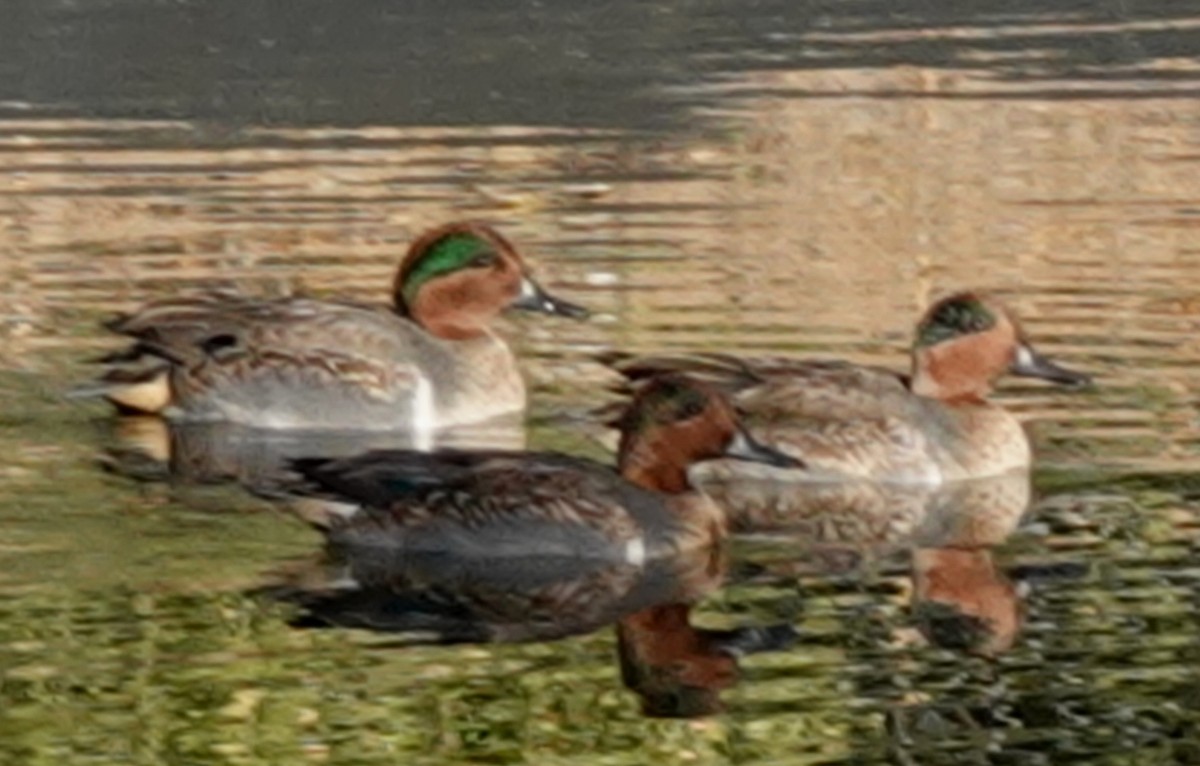 Green-winged Teal - ML626334188