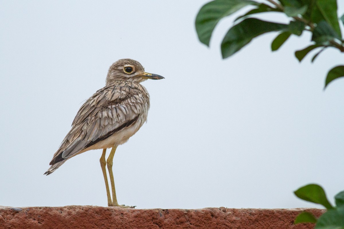 Senegal Thick-knee - ML626334297