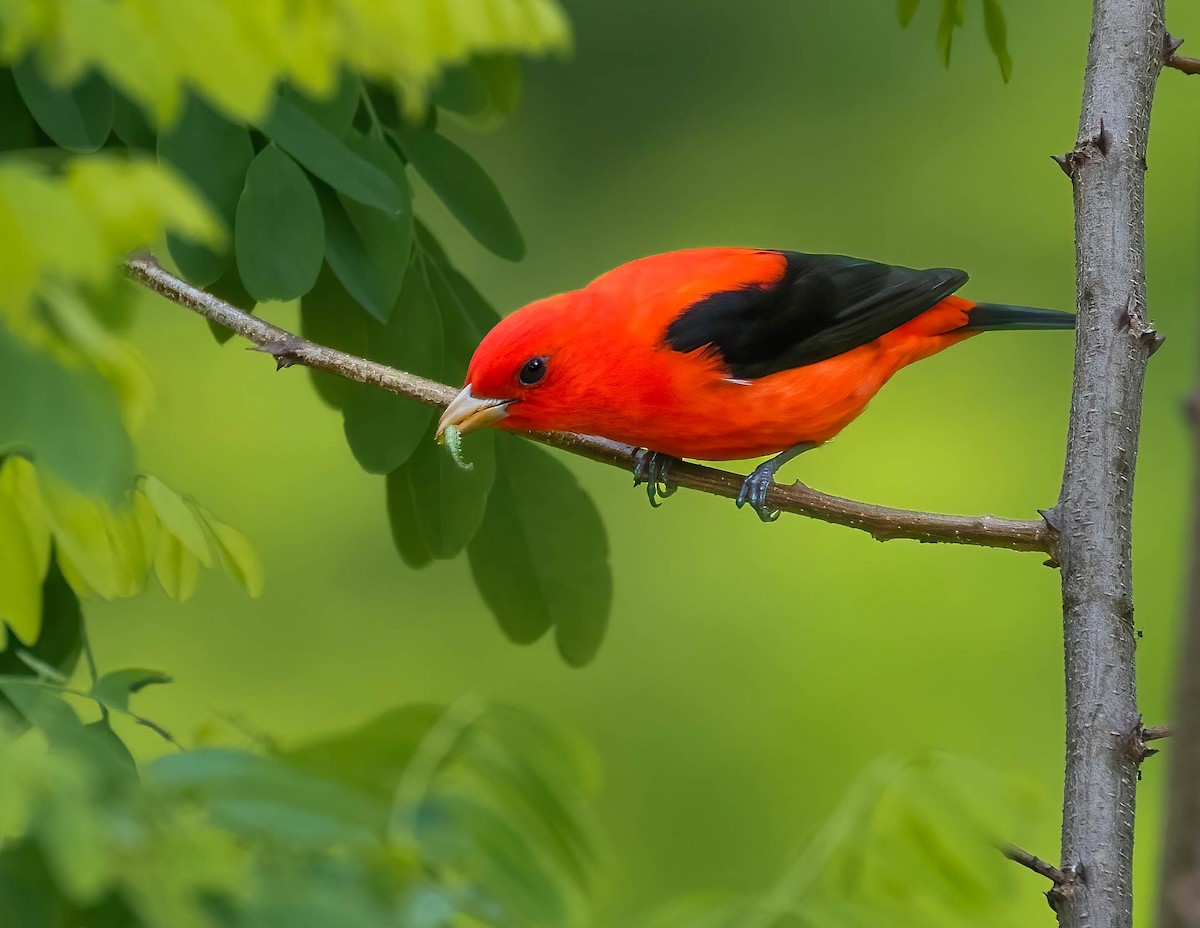 Scarlet Tanager - Brian Smith