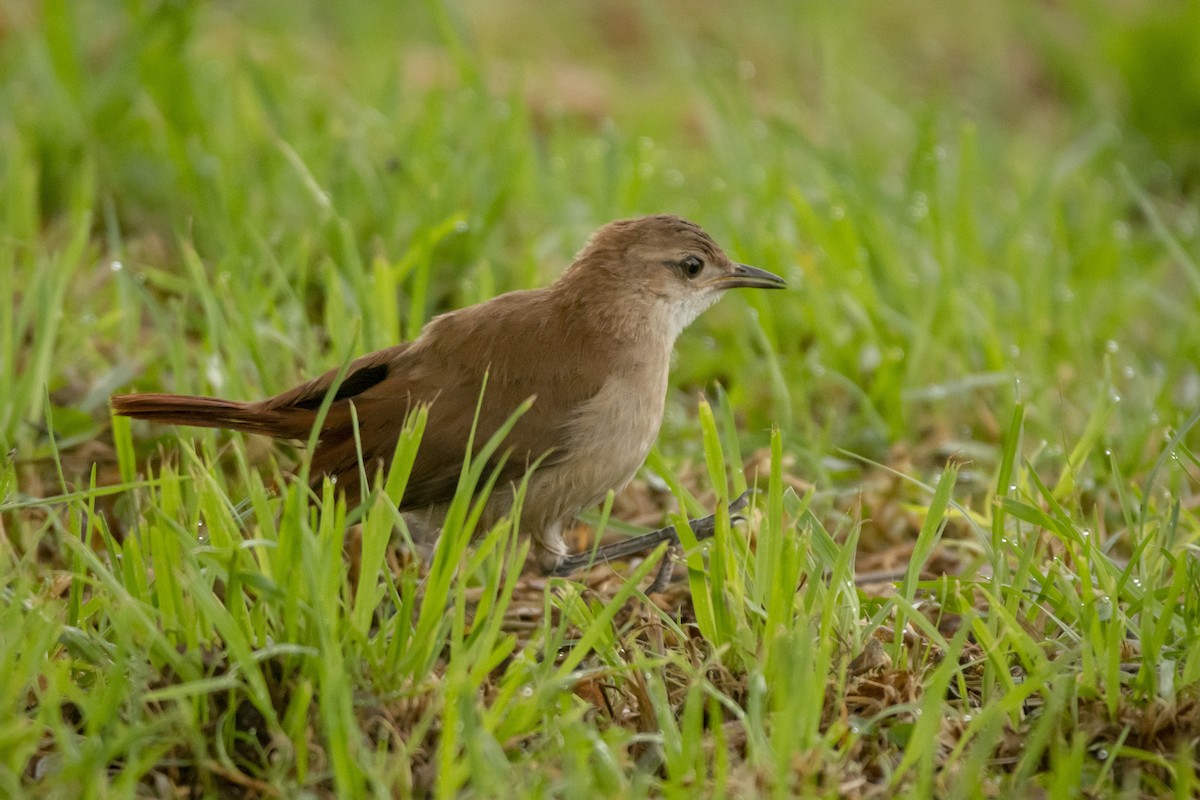 セアカカマドドリ - ML626334515