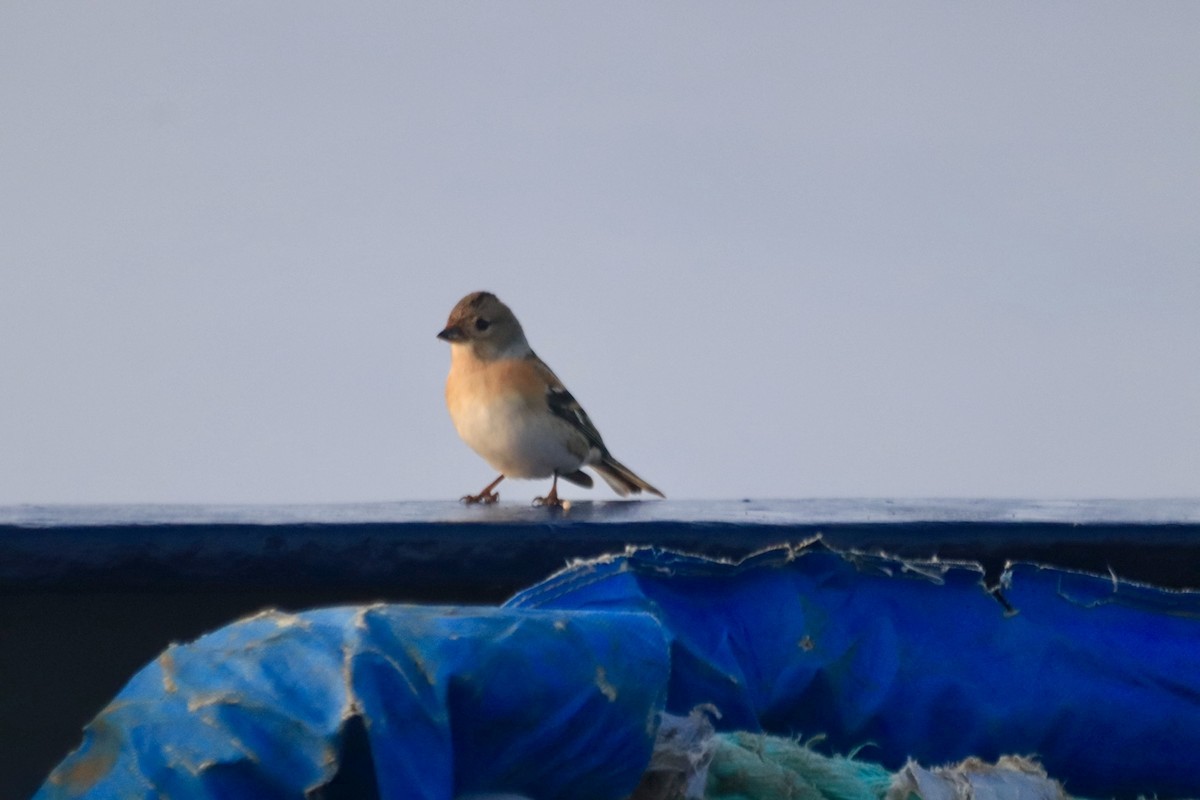 Brambling - ML626334656