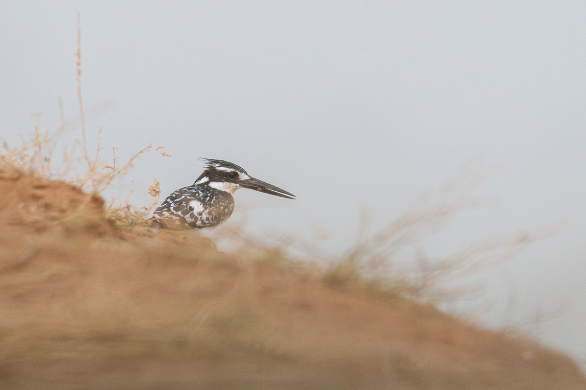 Pied Kingfisher - ML626334764