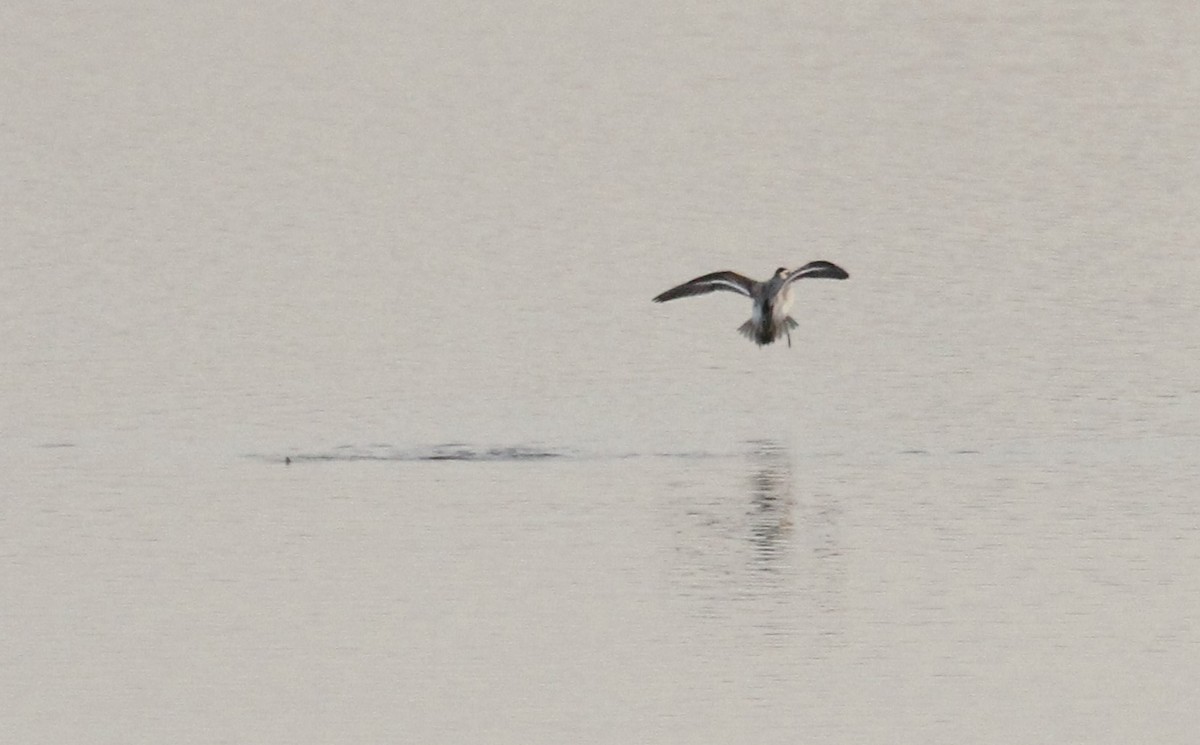 Red Phalarope - ML626334916