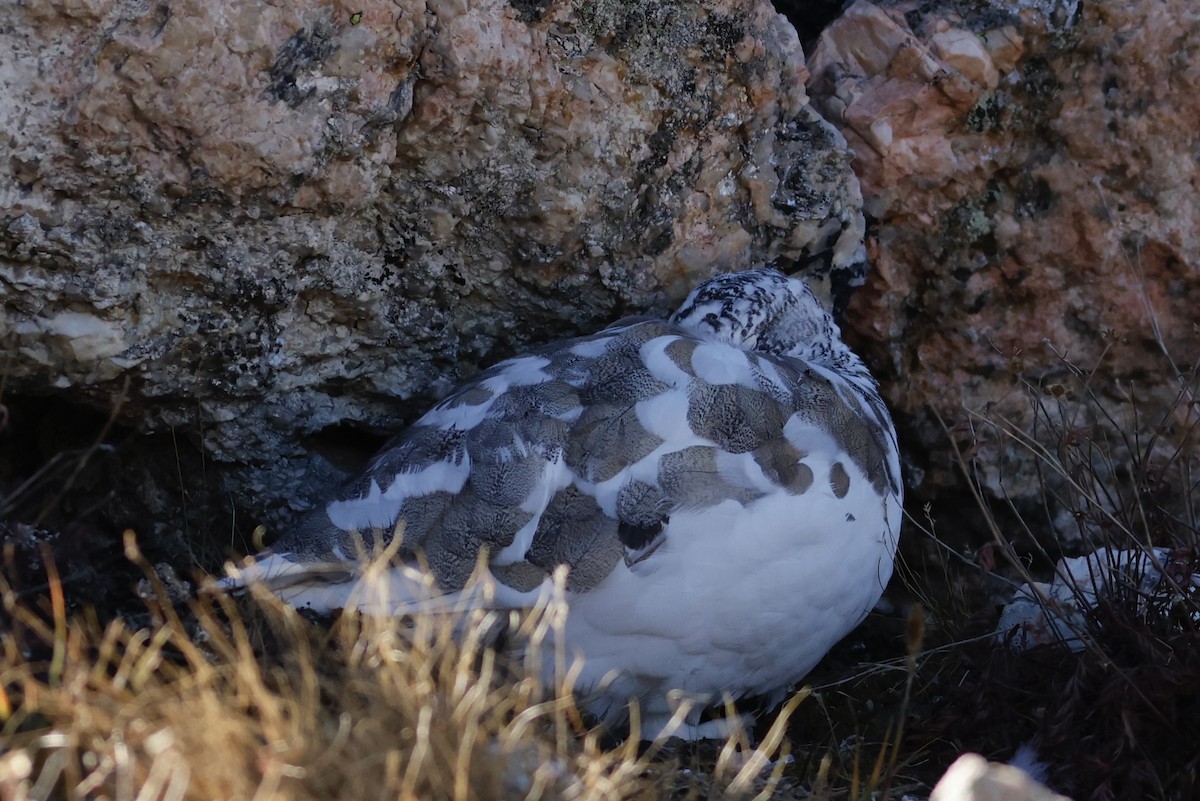 White-tailed Ptarmigan - ML626335498