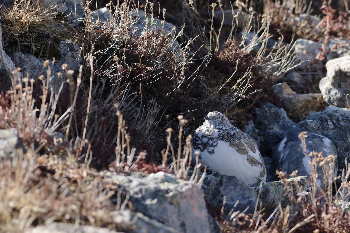 White-tailed Ptarmigan - ML626335500