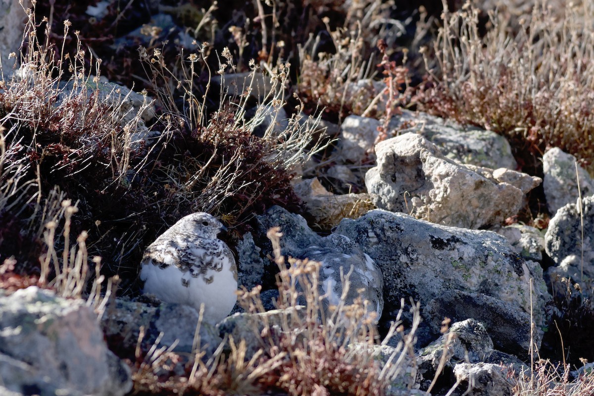 White-tailed Ptarmigan - ML626335501