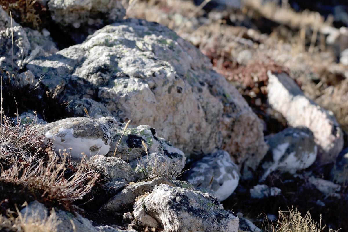 White-tailed Ptarmigan - ML626335502