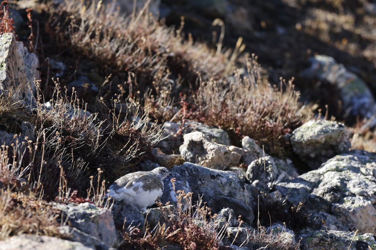 White-tailed Ptarmigan - ML626335503