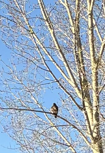 Red-tailed Hawk - ML626335550