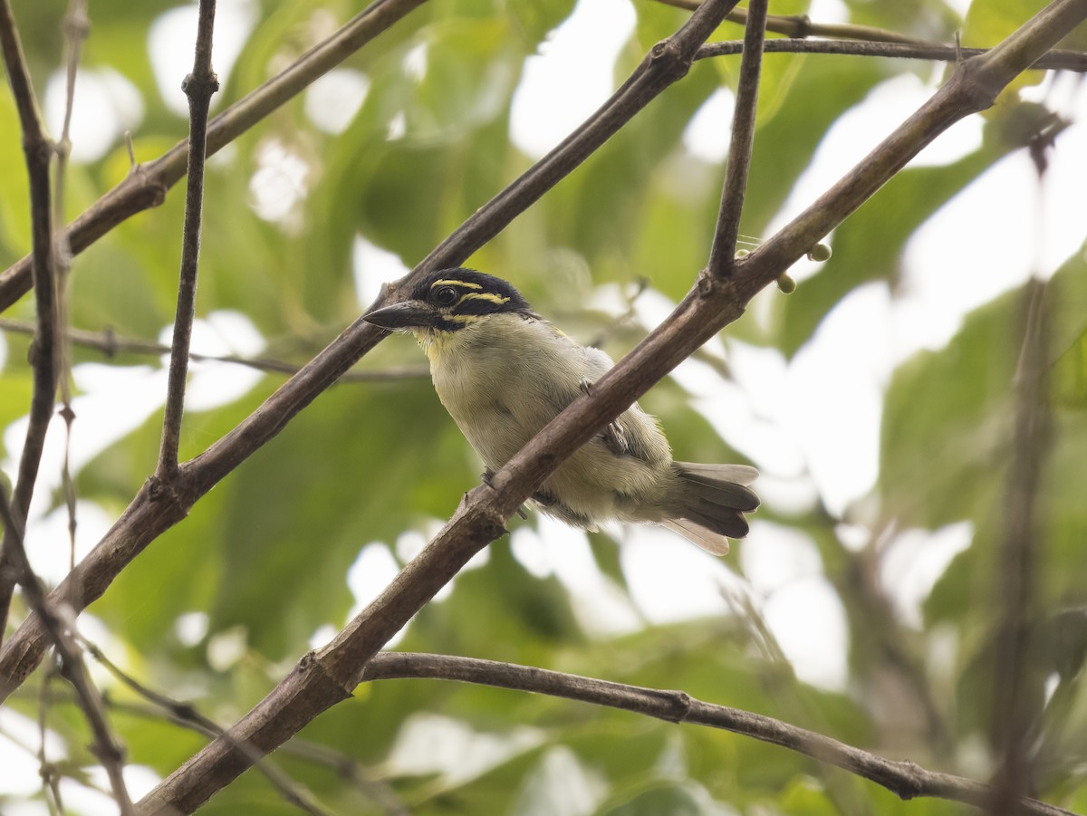 Red-rumped Tinkerbird - ML626335584