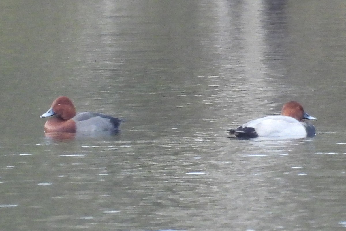 Common Pochard x Ferruginous Duck (hybrid) - ML626335810