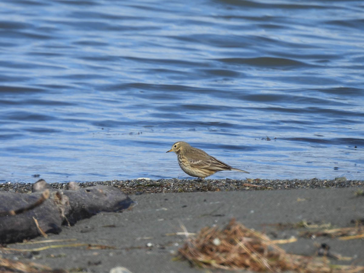 American Pipit - ML626335894
