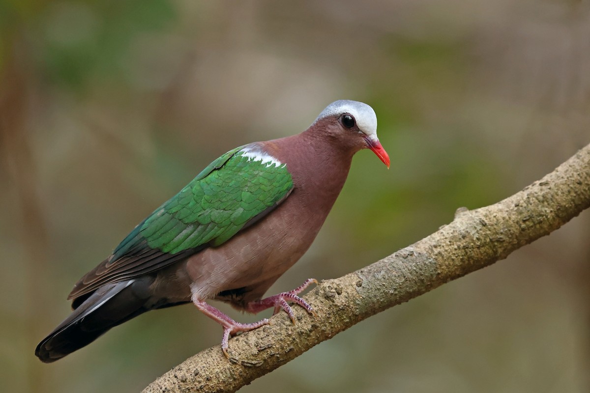 Asian Emerald Dove - ML626335924