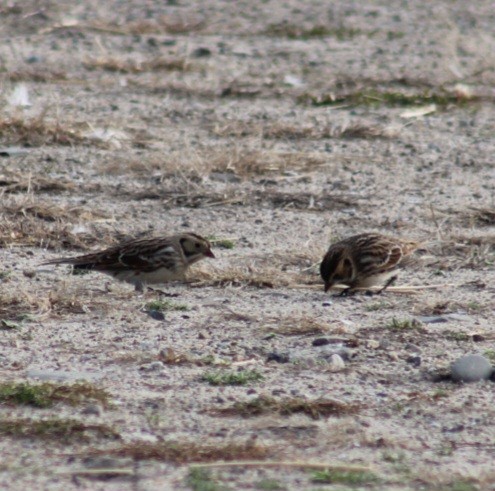 Буулгат хөмрөг - ML626335973