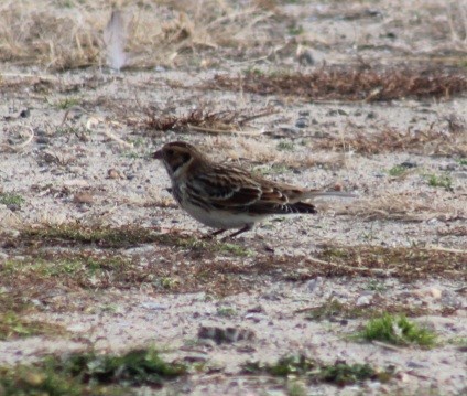 Буулгат хөмрөг - ML626335974