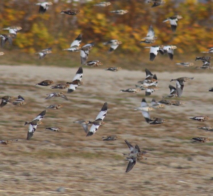 Цасч хөмрөг - ML626336021