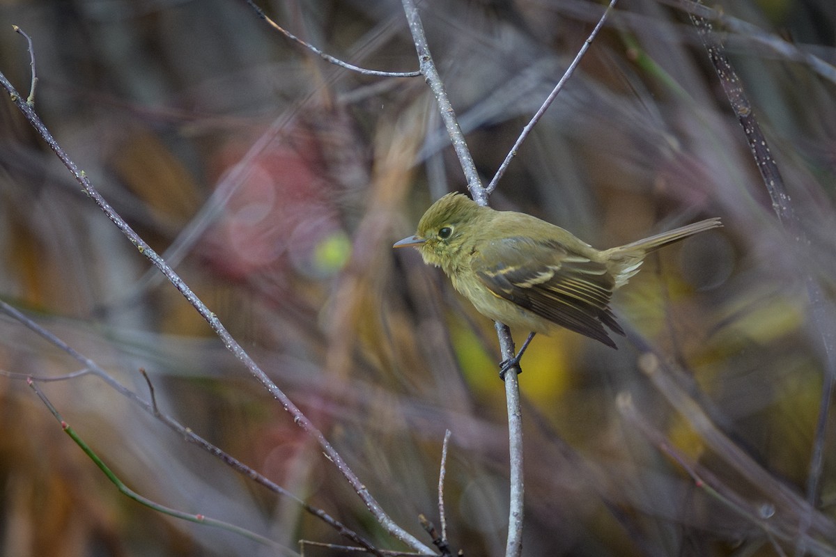 Western Flycatcher - ML626336406