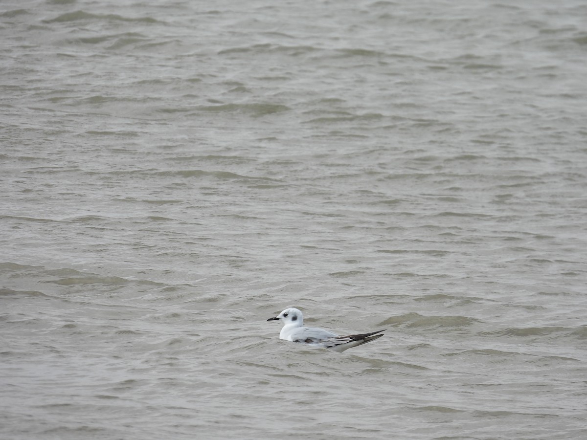 Bonaparte's Gull - ML626337106