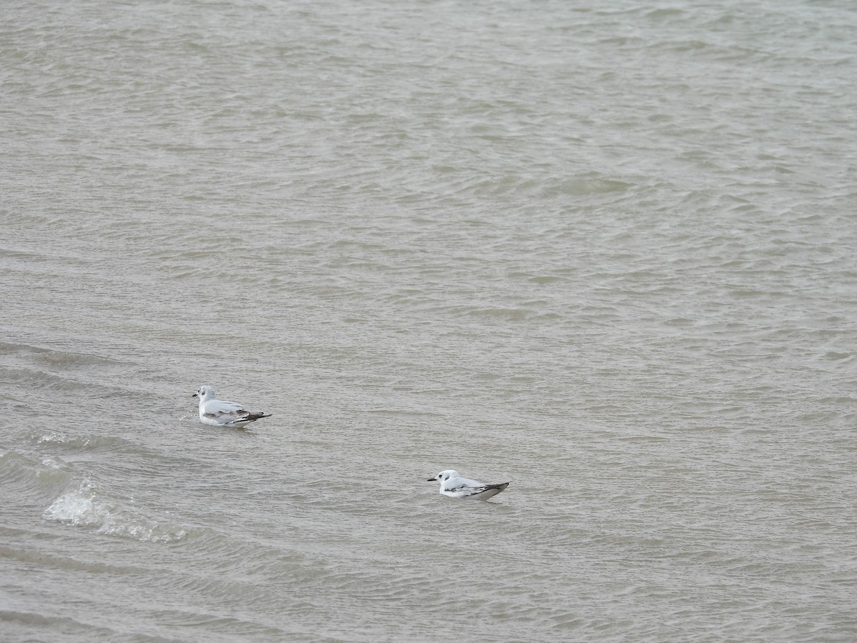 Bonaparte's Gull - ML626337108