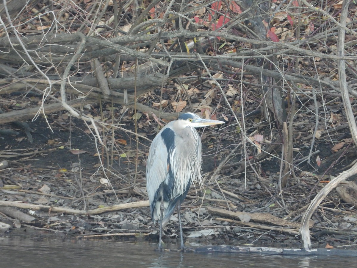 Great Blue Heron - ML626337276