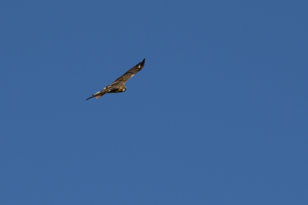 Red-tailed Hawk - ML626337543