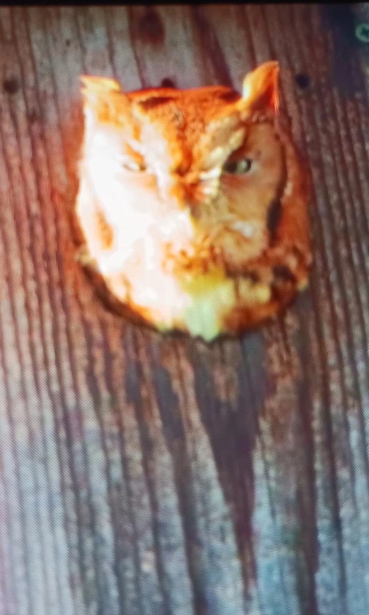 Eastern Screech-Owl - ML626337548