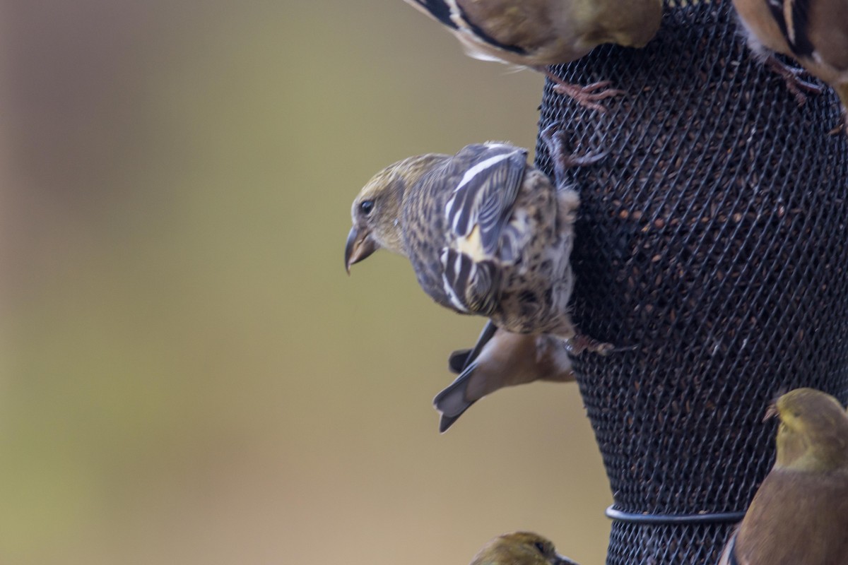 White-winged Crossbill - ML626337753