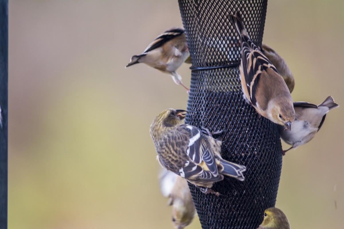 White-winged Crossbill - ML626337754