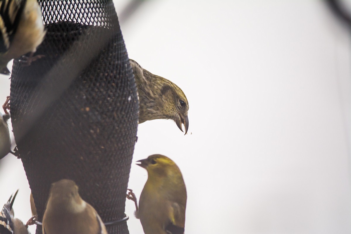 White-winged Crossbill - ML626337755