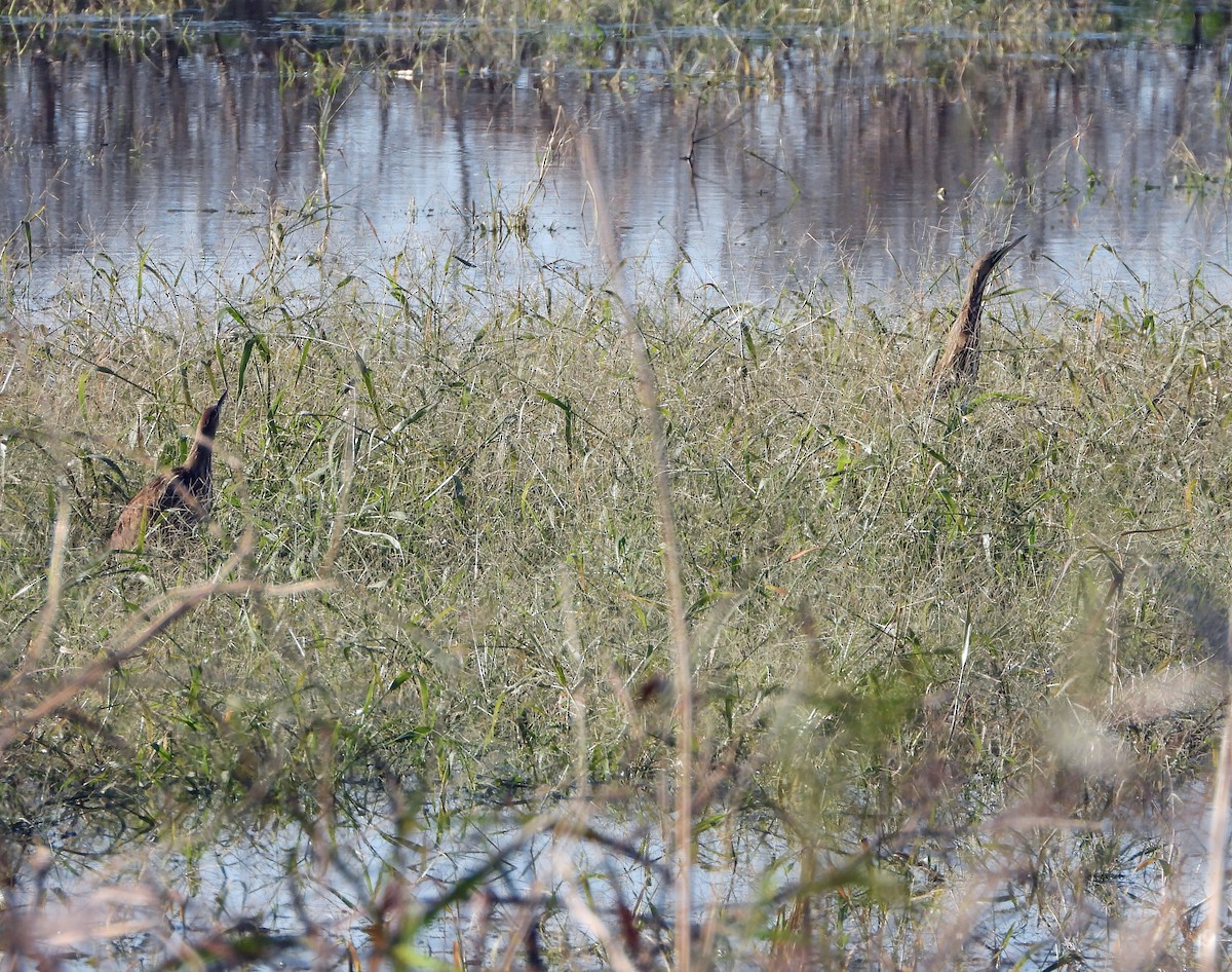 American Bittern - ML626337794