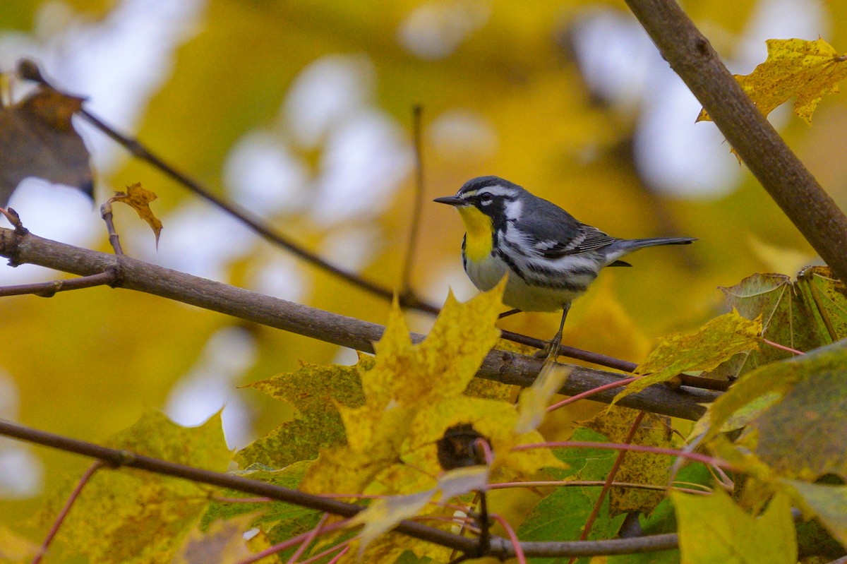 Yellow-throated Warbler - ML626337807