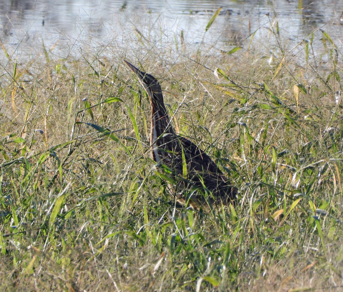 American Bittern - ML626337826