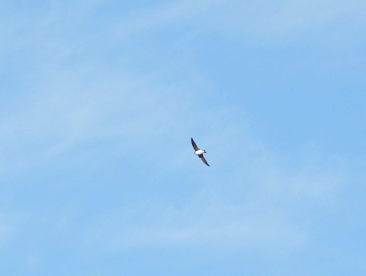 Tree Swallow - ML626337837