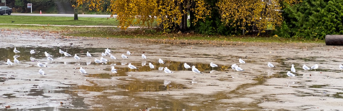 Short-billed Gull - ML626337965