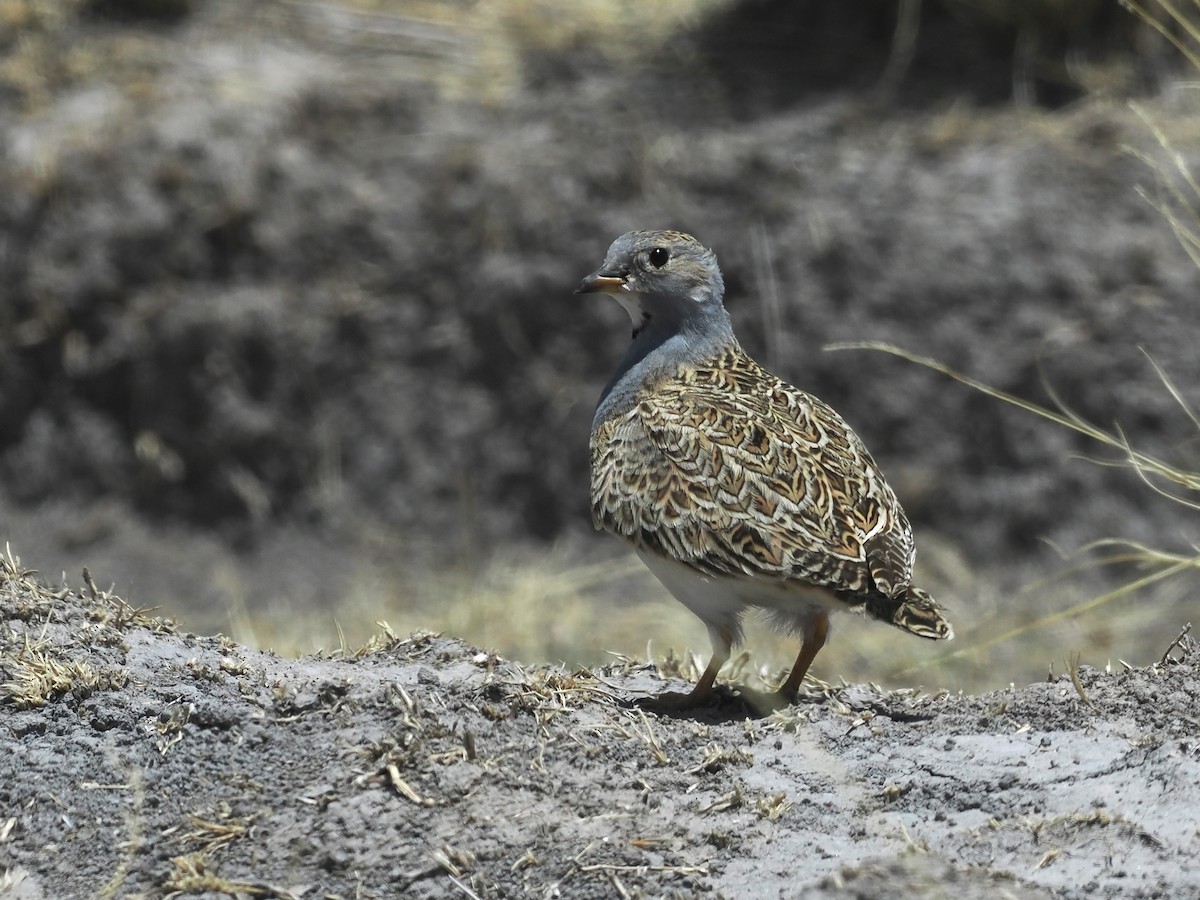 Gray-breasted Seedsnipe - ML626338059