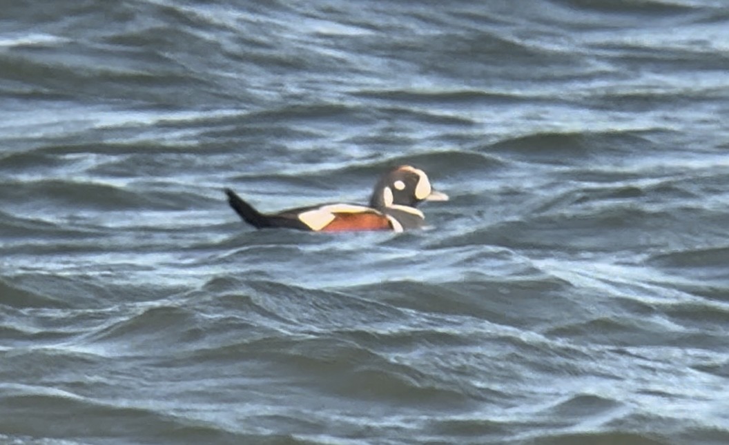 Harlequin Duck - ML626338195