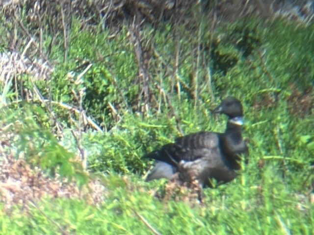 Brant (Black) - ML626338221