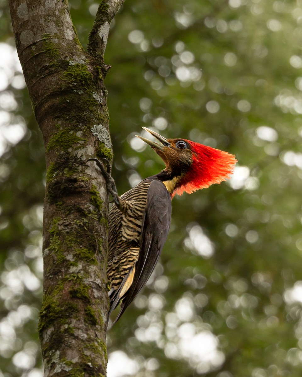 Helmeted Woodpecker - ML626338233