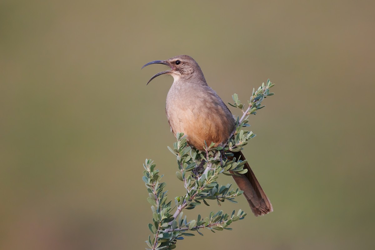 California Thrasher - ML626338367