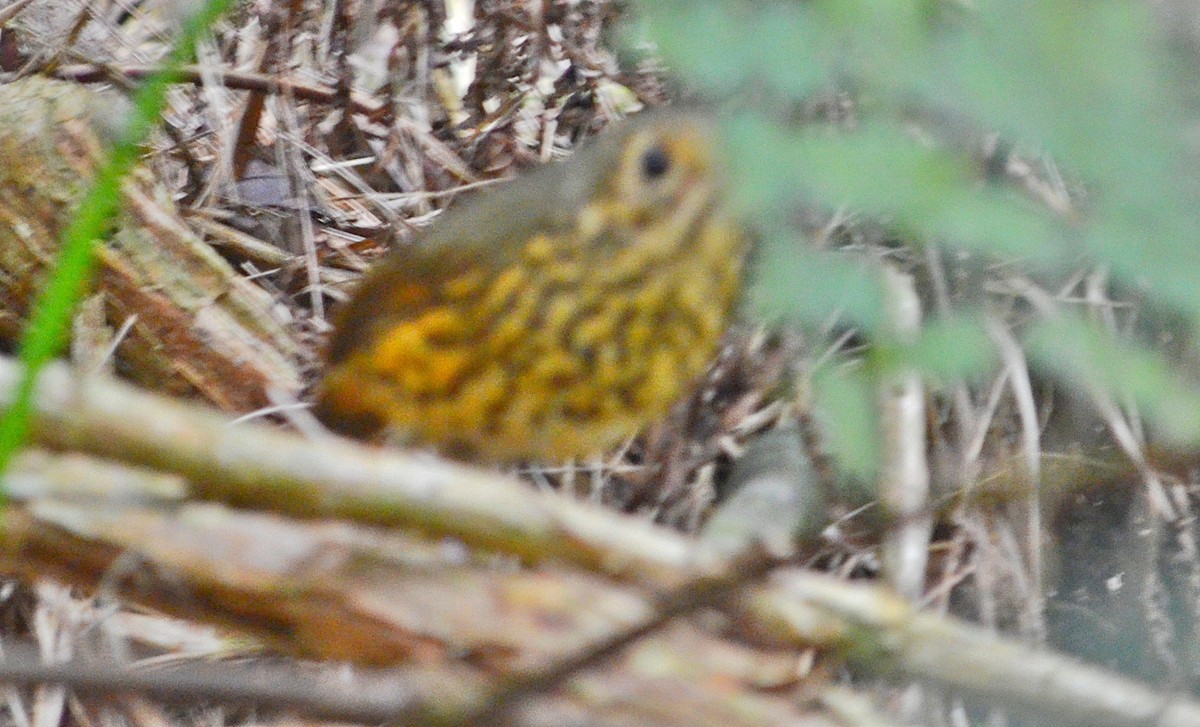 prikkbrystmaurpitta - ML626338568