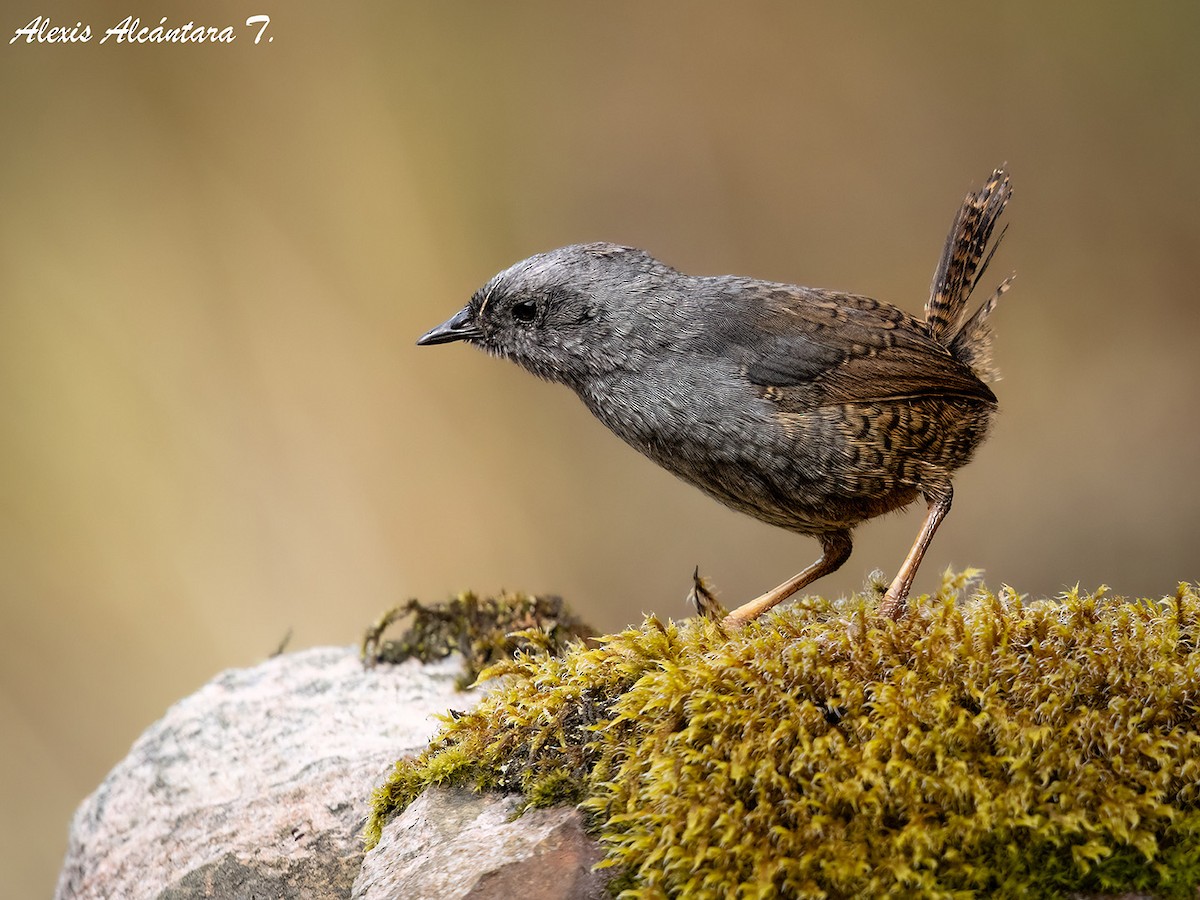 Jalca Tapaculo - ML626338590