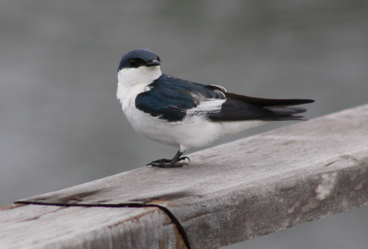 vlaštovka bělobřichá - ML626338592