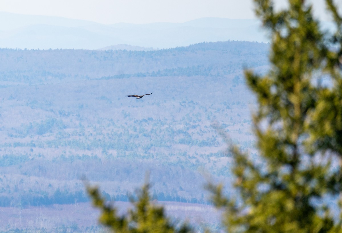 Golden Eagle - ML626338697