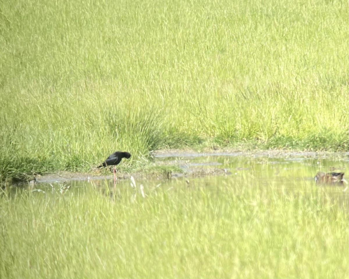 Black Stilt - ML626338791